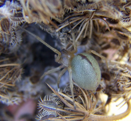 Longlegged Sac Spider (Cheiracanthium mildei)