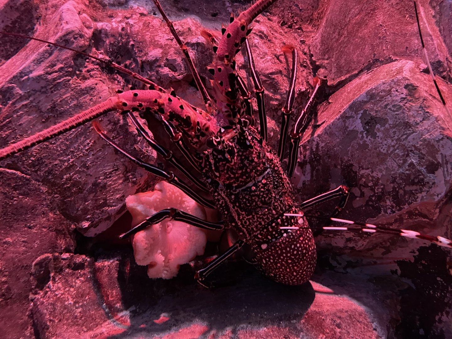 longlegged spiny lobster (panulirus longipes) - BX Sea