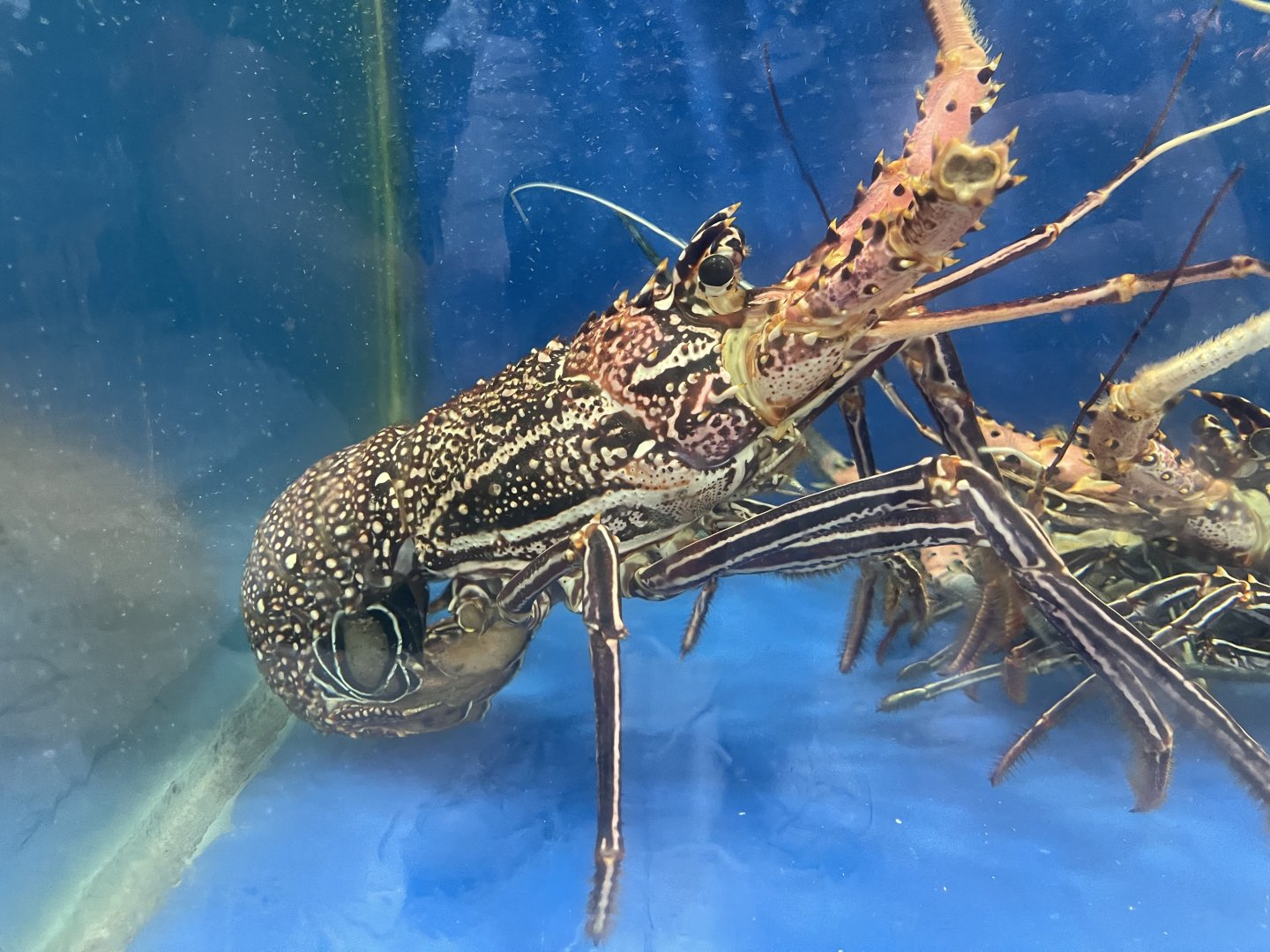 longlegged spiny lobster (panulirus longipes)