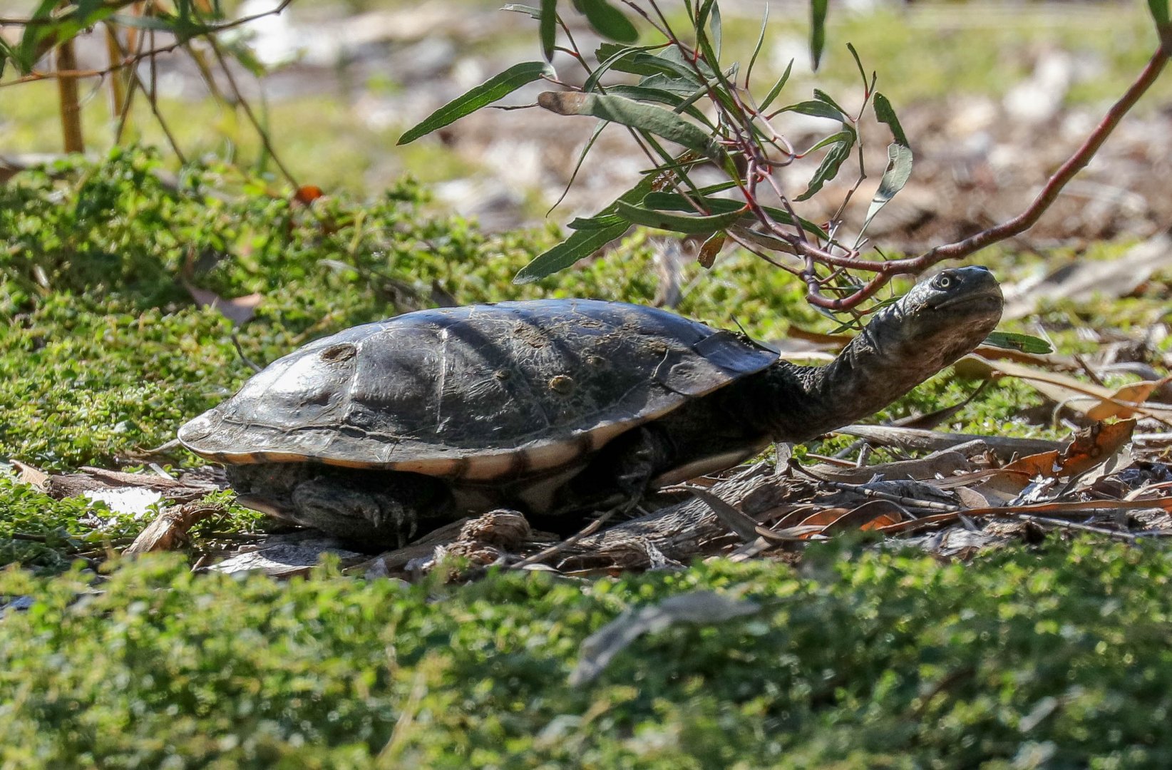 Longnecked Turtle