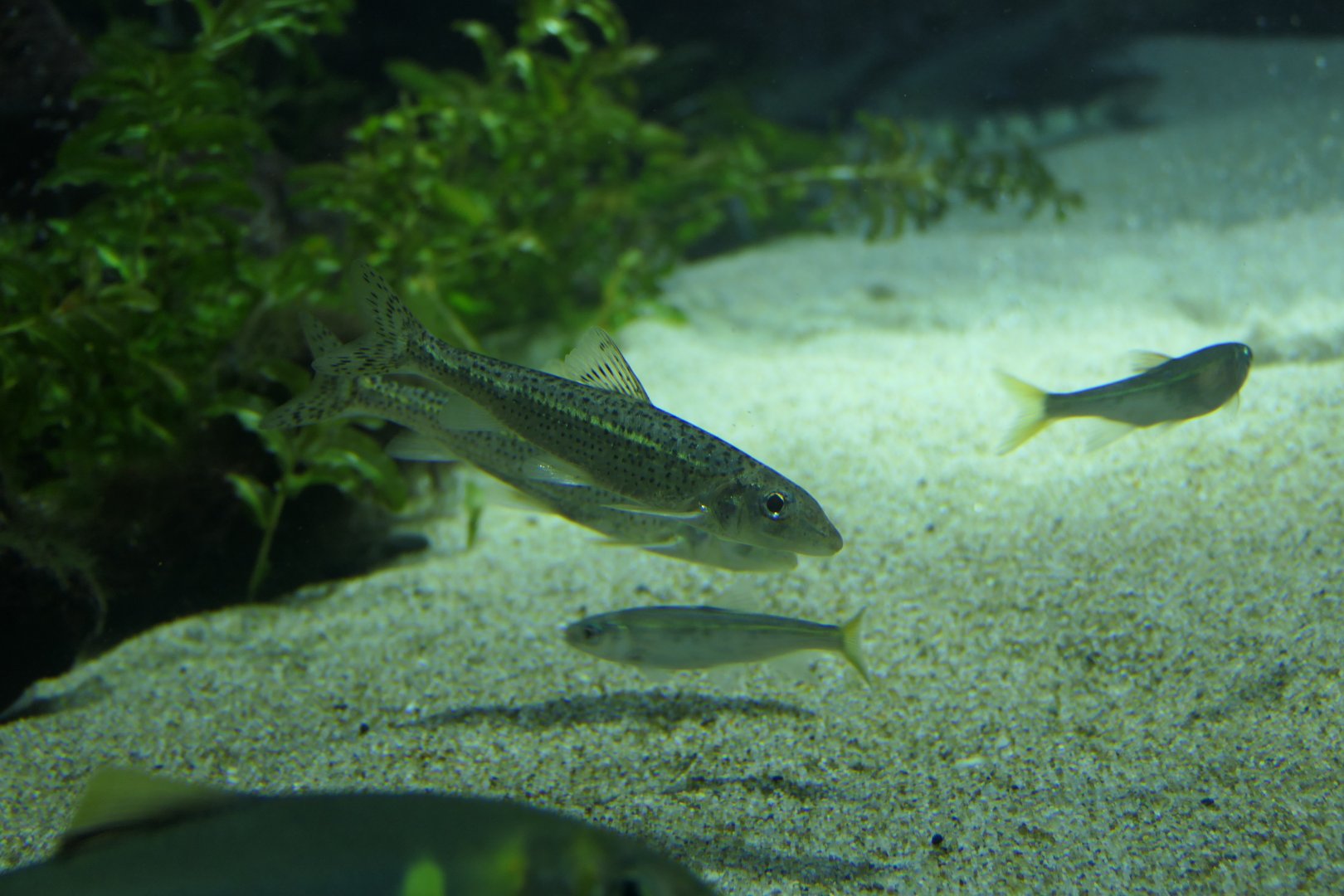 Longnose Barbel (Hemibarbus longirostris)