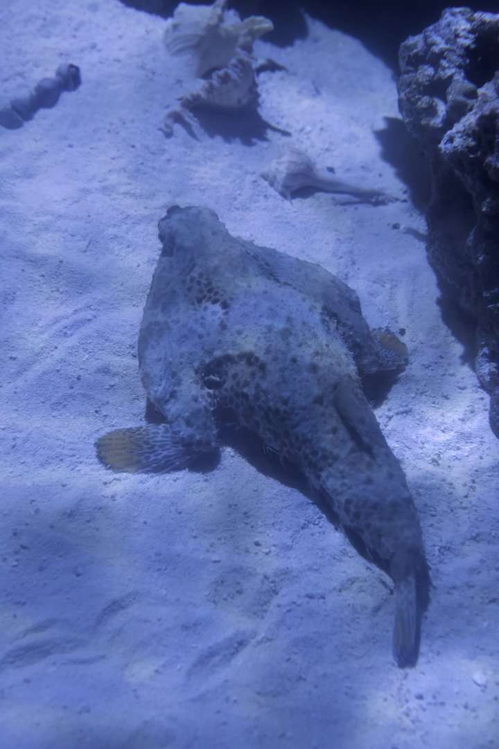 Longnose Batfish/ Ogcocephalus corniger