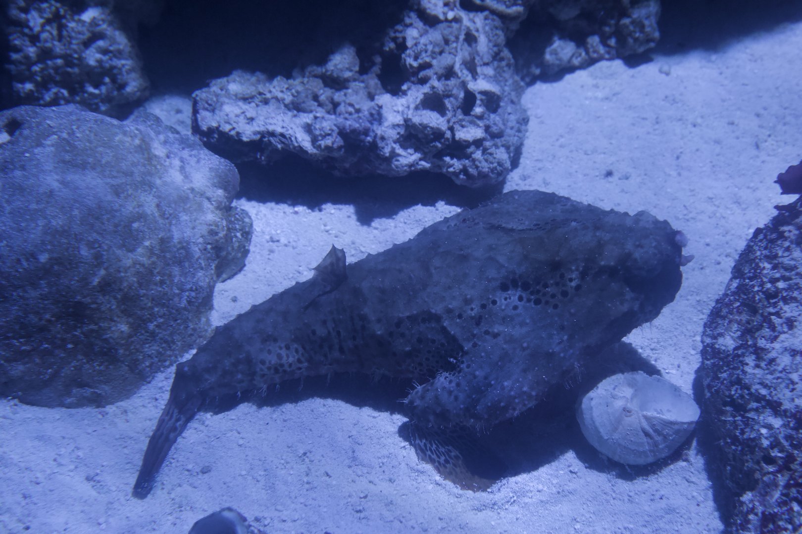 Longnose Batfish/ Ogcocephalus corniger