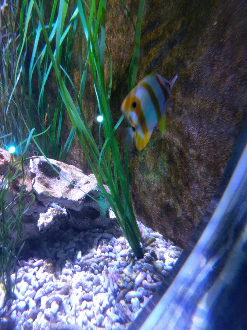 Longnose butterflyfish and Sea Horse tank