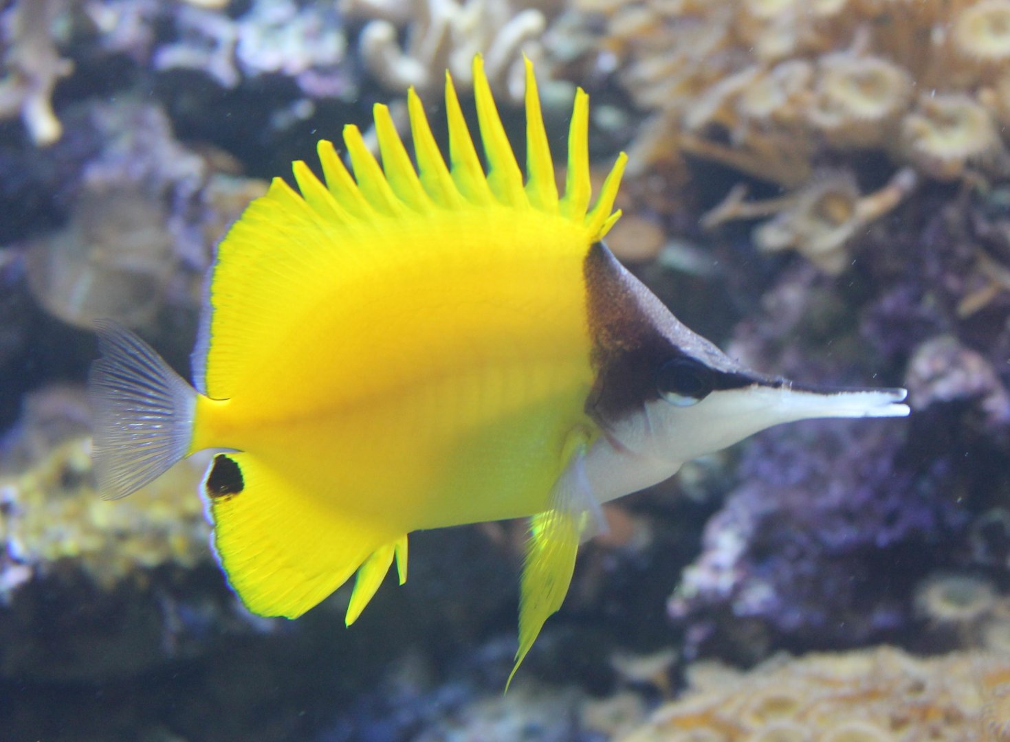 Longnose butterflyfish - Forcipiger flavissimus