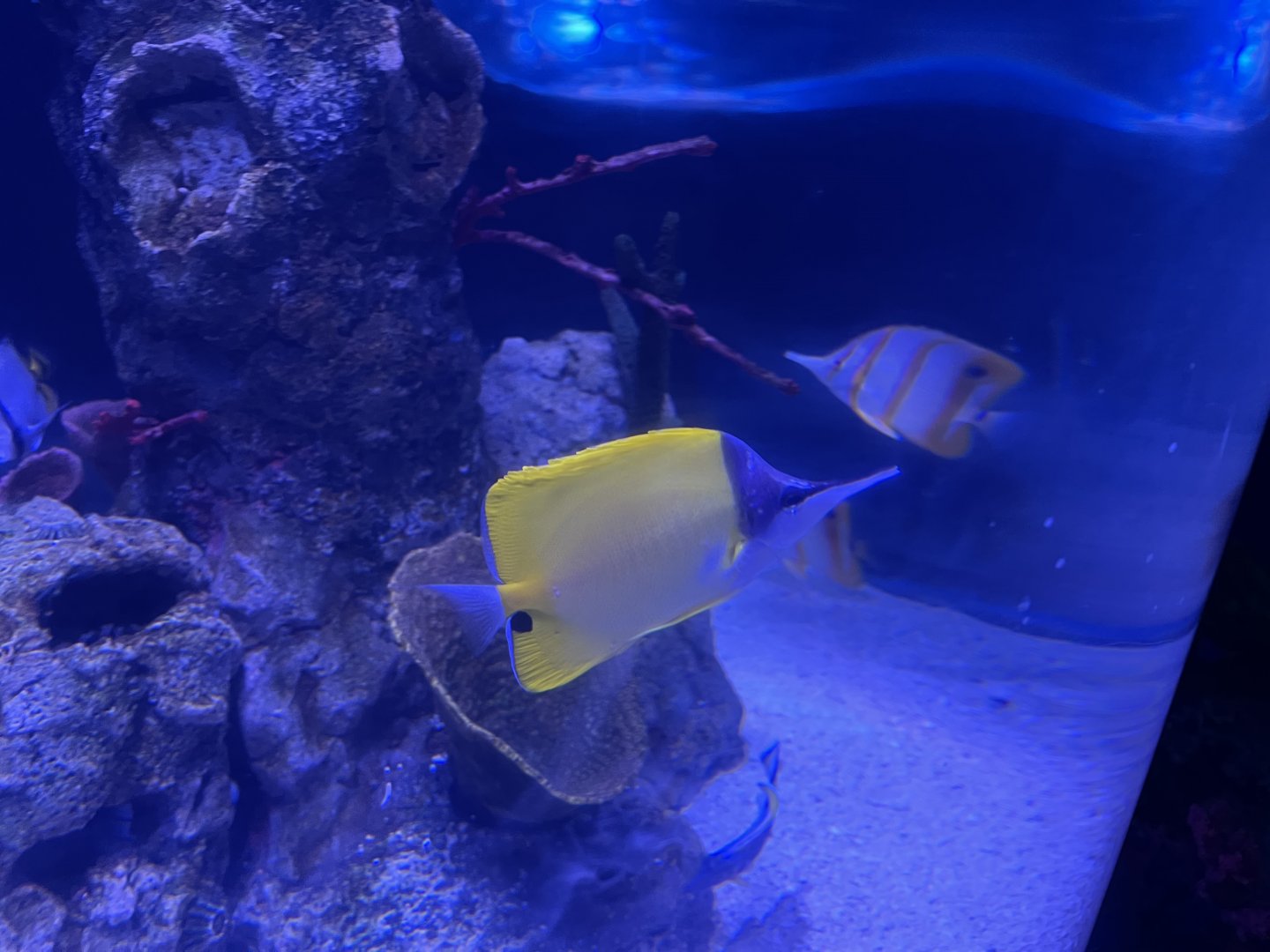 longnose butterflyfish (forcipiger longirostris)