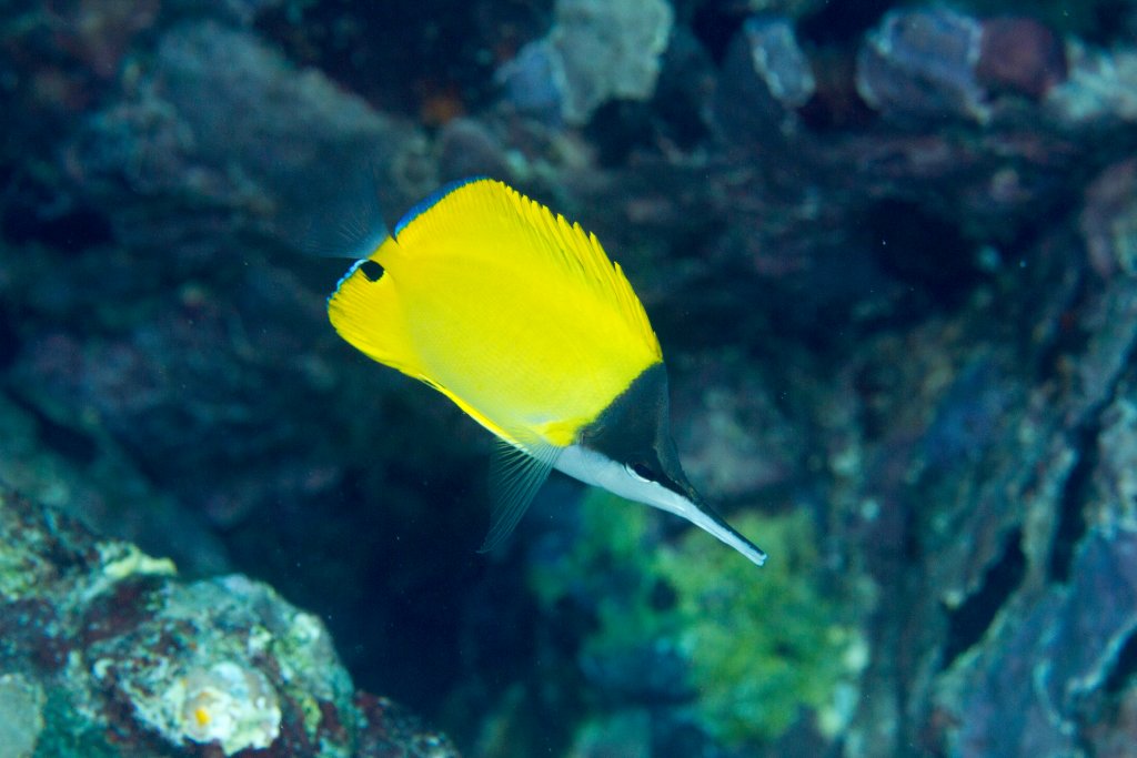 Longnose Butterflyfish