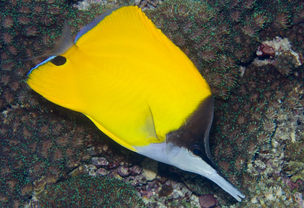 Longnose Butterflyfish