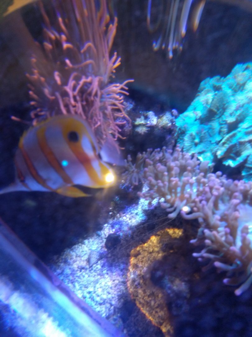 Longnose butterflyfish