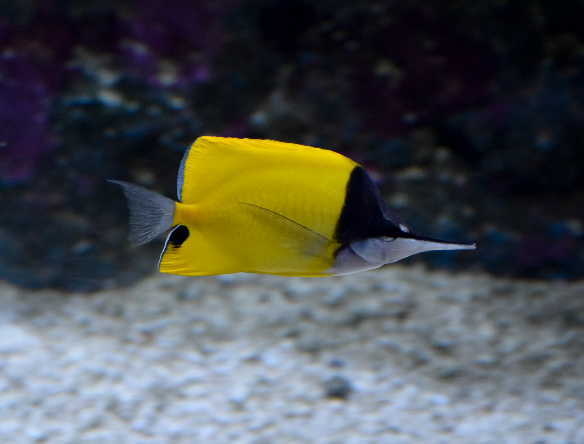 Longnose Butterflyfish