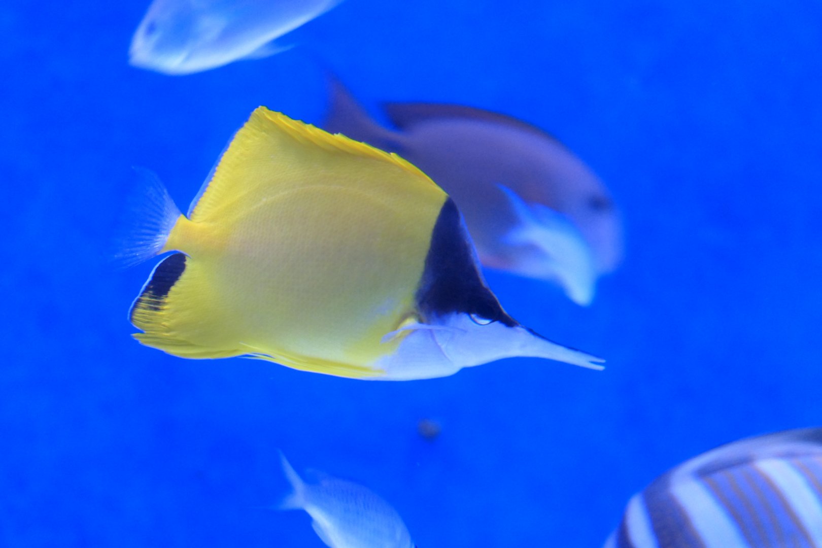 Longnose Butterflyfish