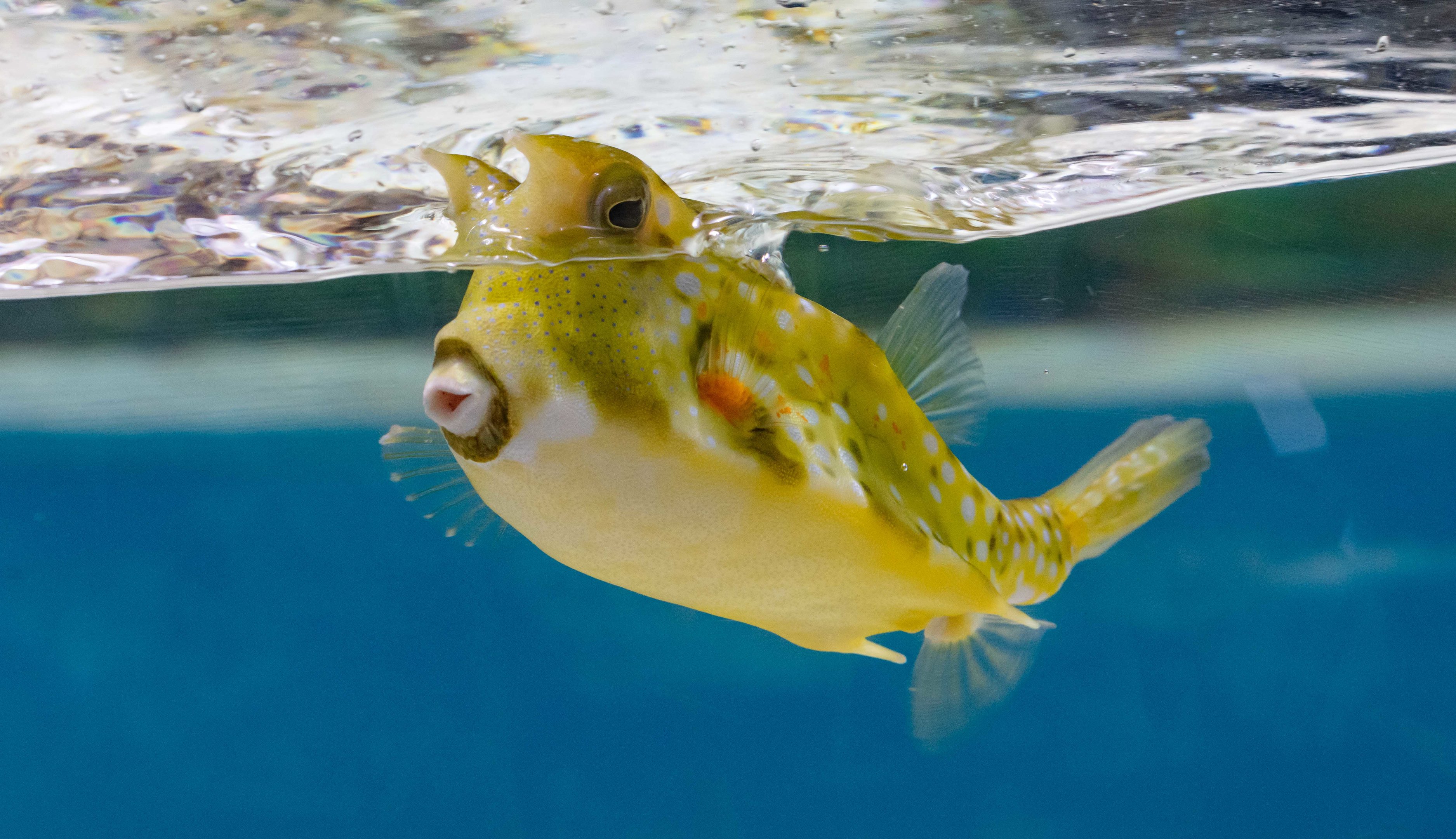 Longnose Cowfish