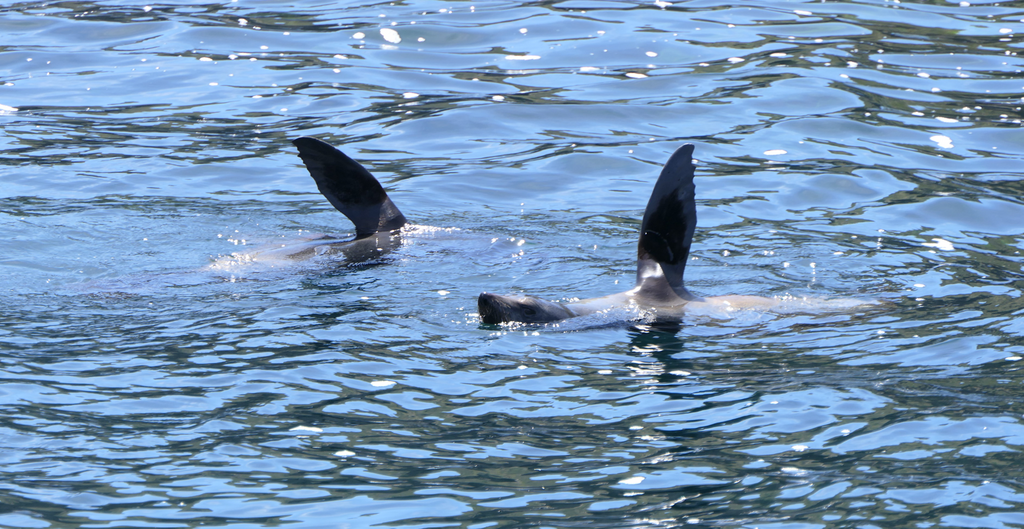 Longnose Fur Seals