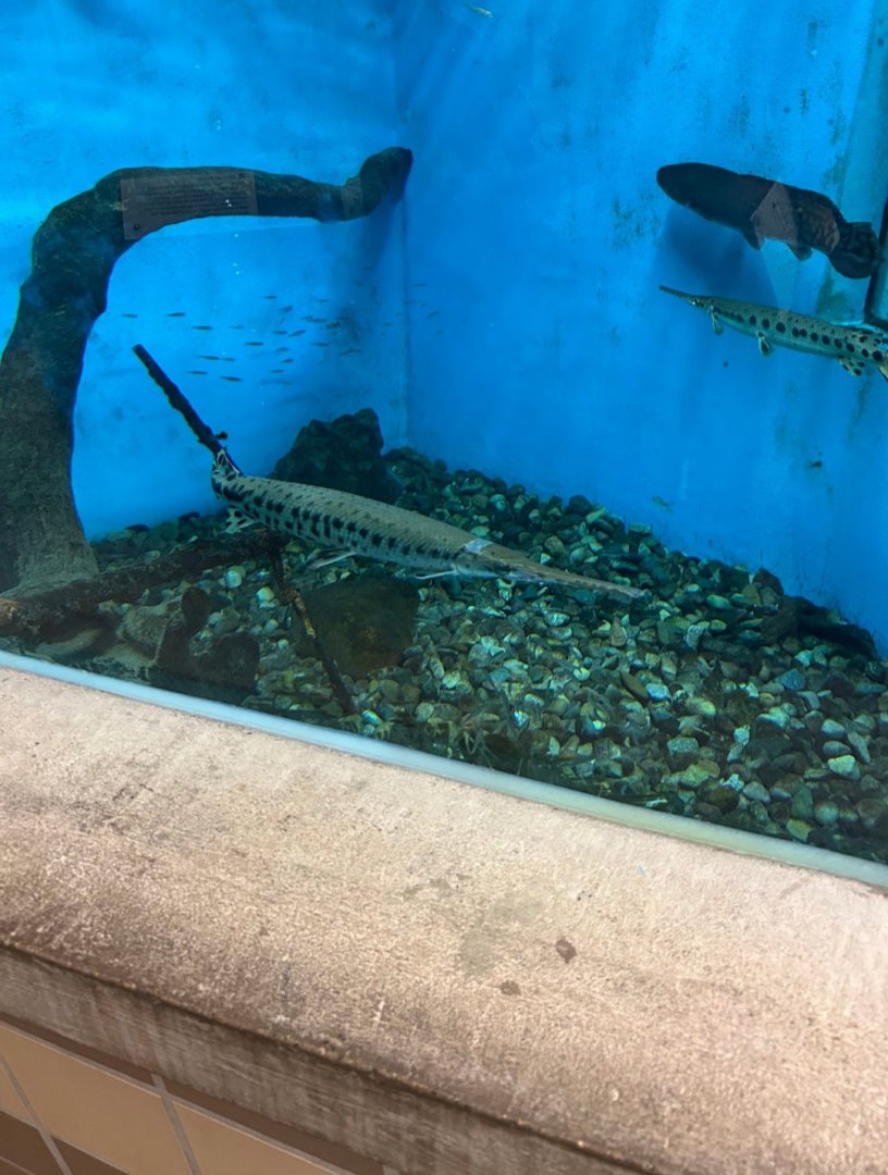 Longnose Gar/Bowfin/Emerald(?) Shiners (Lake Erie Metropark Marshland Museum, 9/21/25)