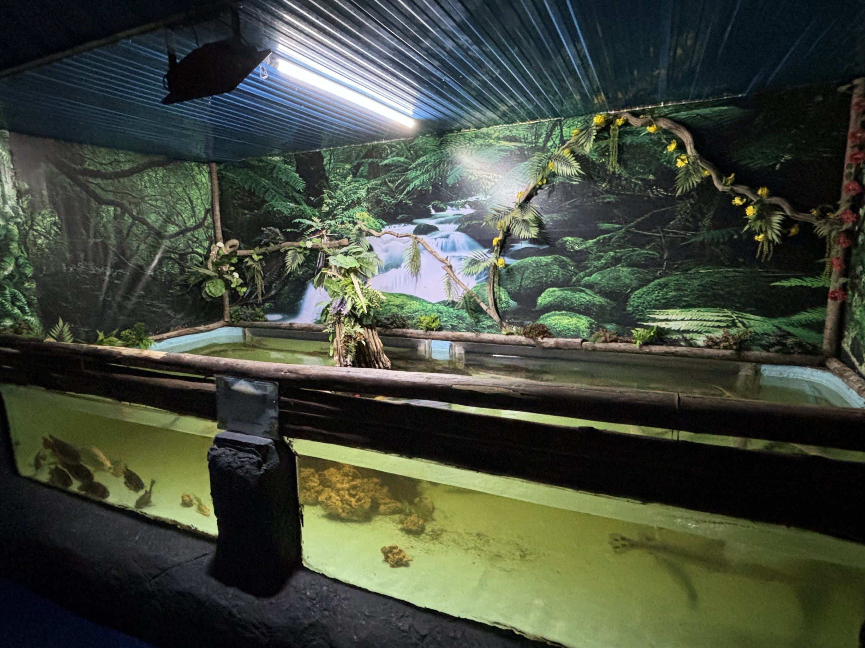 Longnose Gar Exhibit