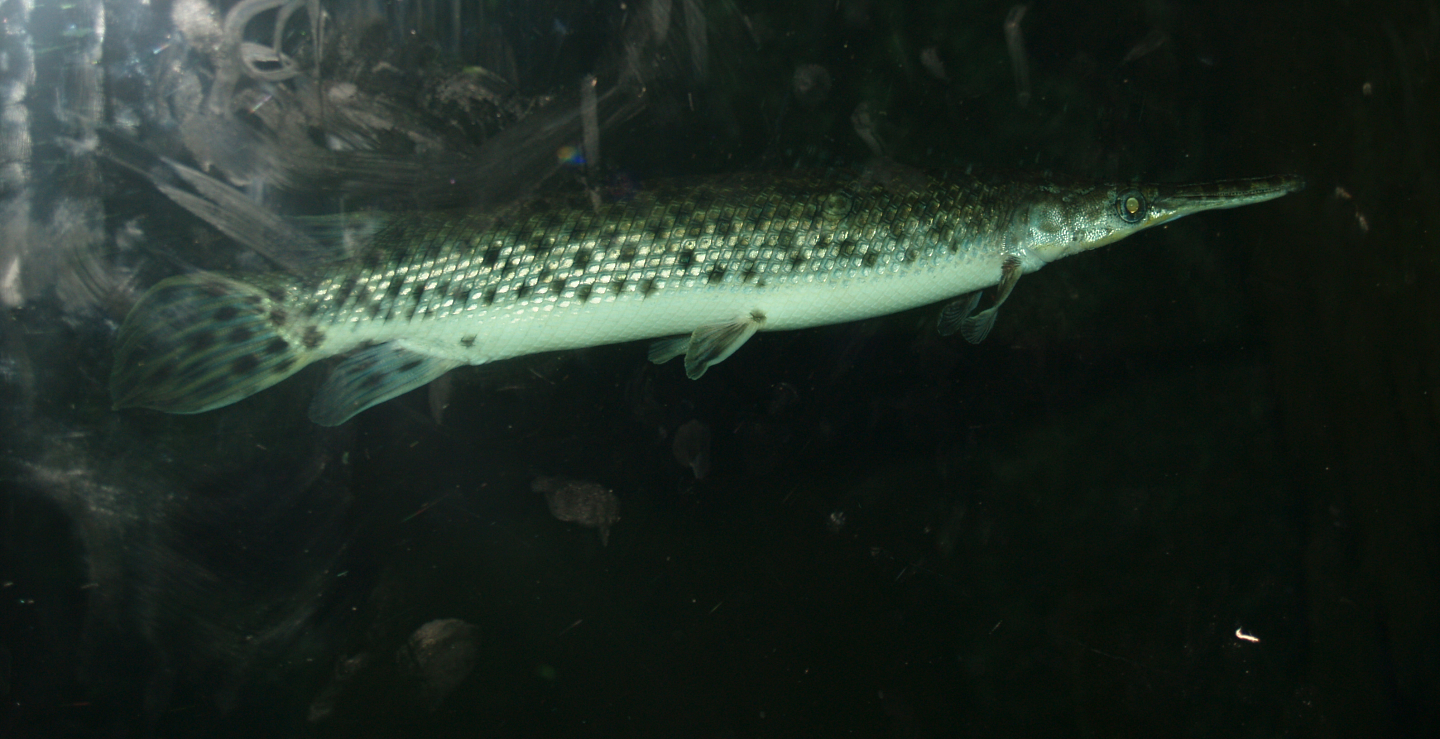 Longnose gar (Lepisosteus osseus), 2006-07-08