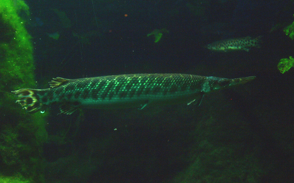 Longnose gar (Lepisosteus osseus), 2015-07-19