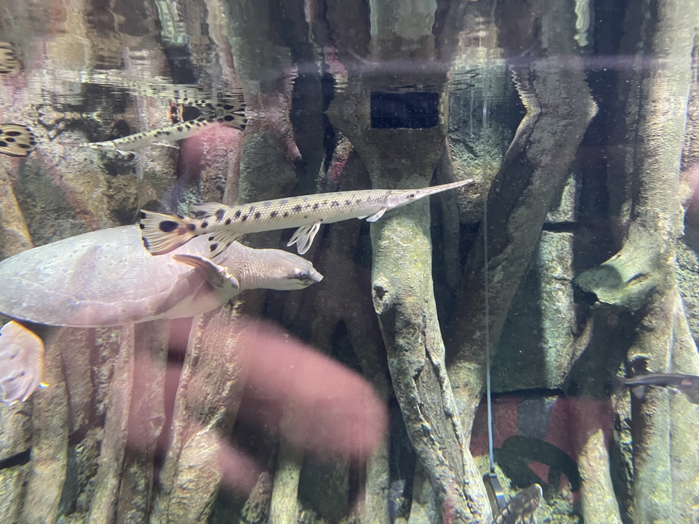 longnose gar (lepisosteus osseus) - BX Sea