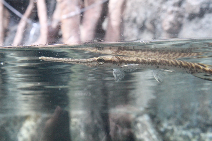 Longnose gar (Lepisosteus osseus) - BXSea