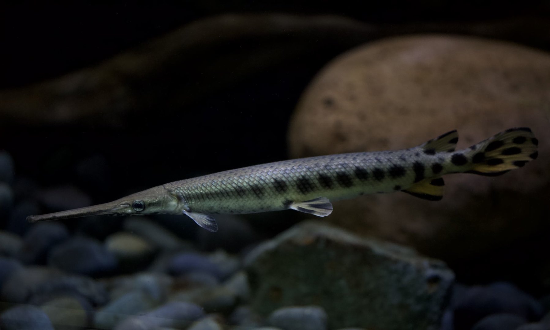 Longnose gar/ Lepisosteus osseus