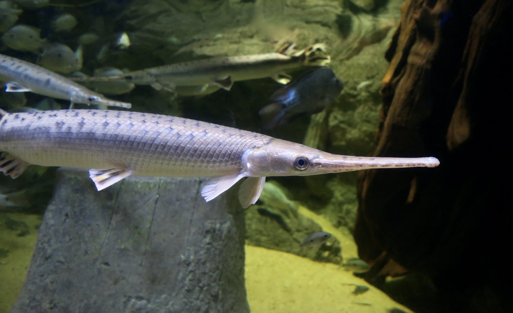 Longnose Gar (Lepisosteus osseus)