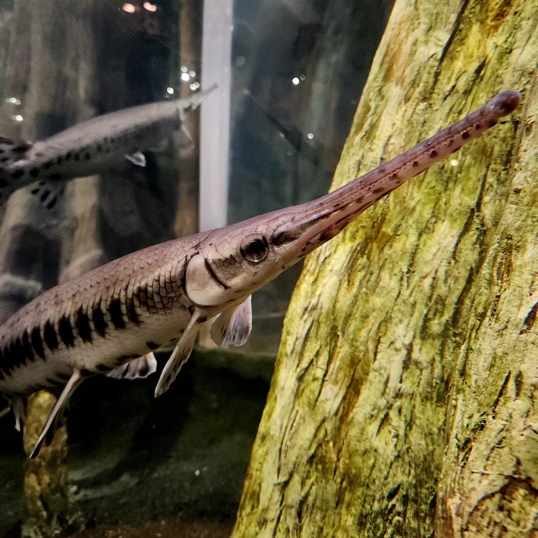 Longnose Gar (Lepisosteus osseus)
