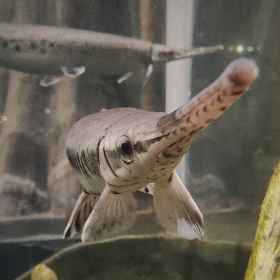 Longnose Gar (Lepisosteus osseus)