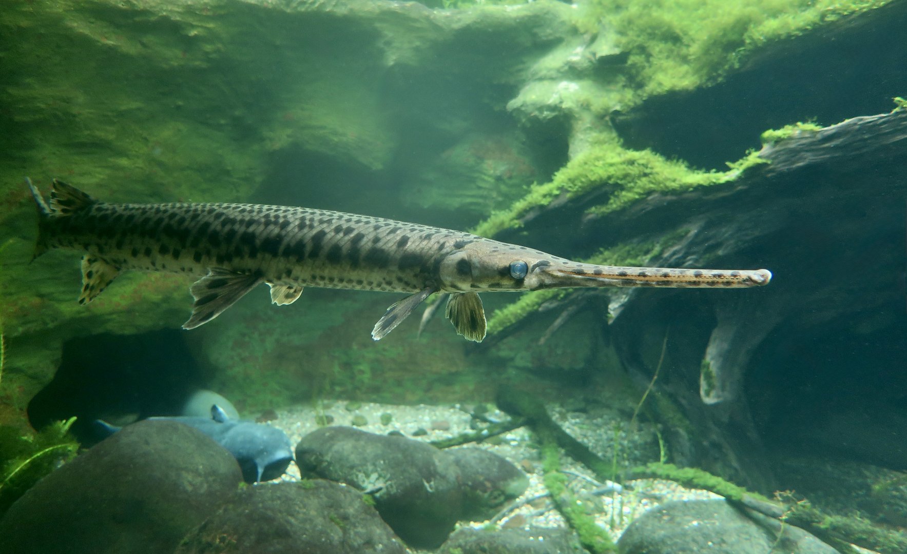Longnose Gar (Lepisosteus osseus)