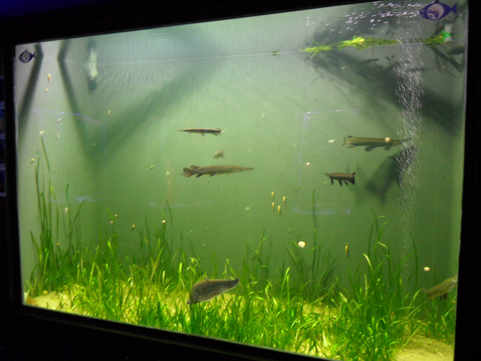 Longnose gar tank