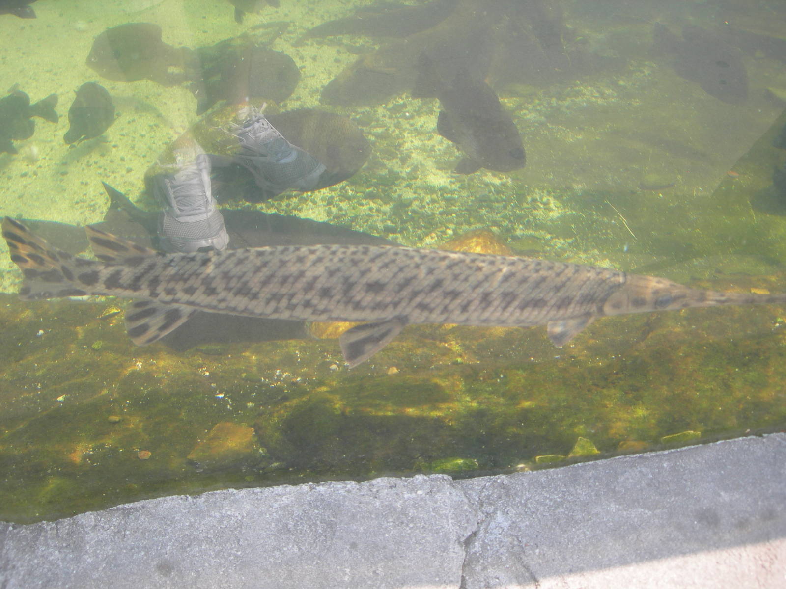 Longnose Gar