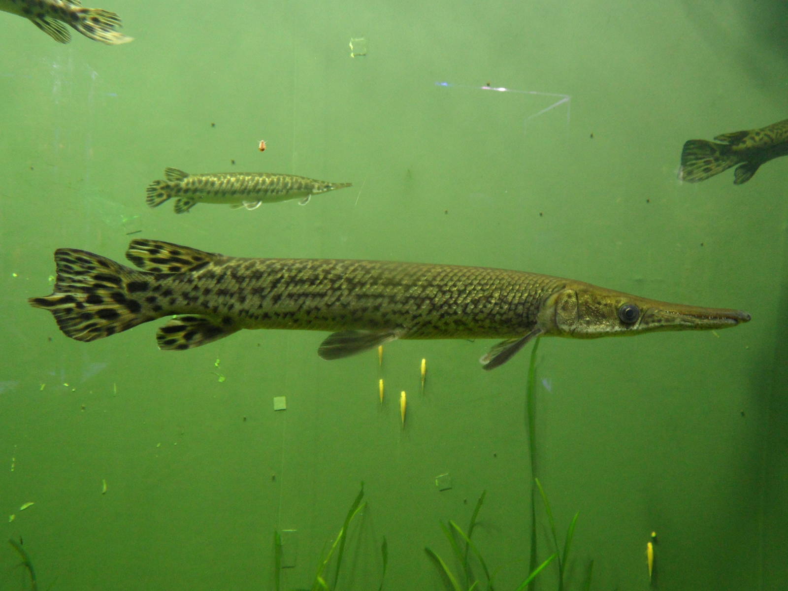 Longnose gar
