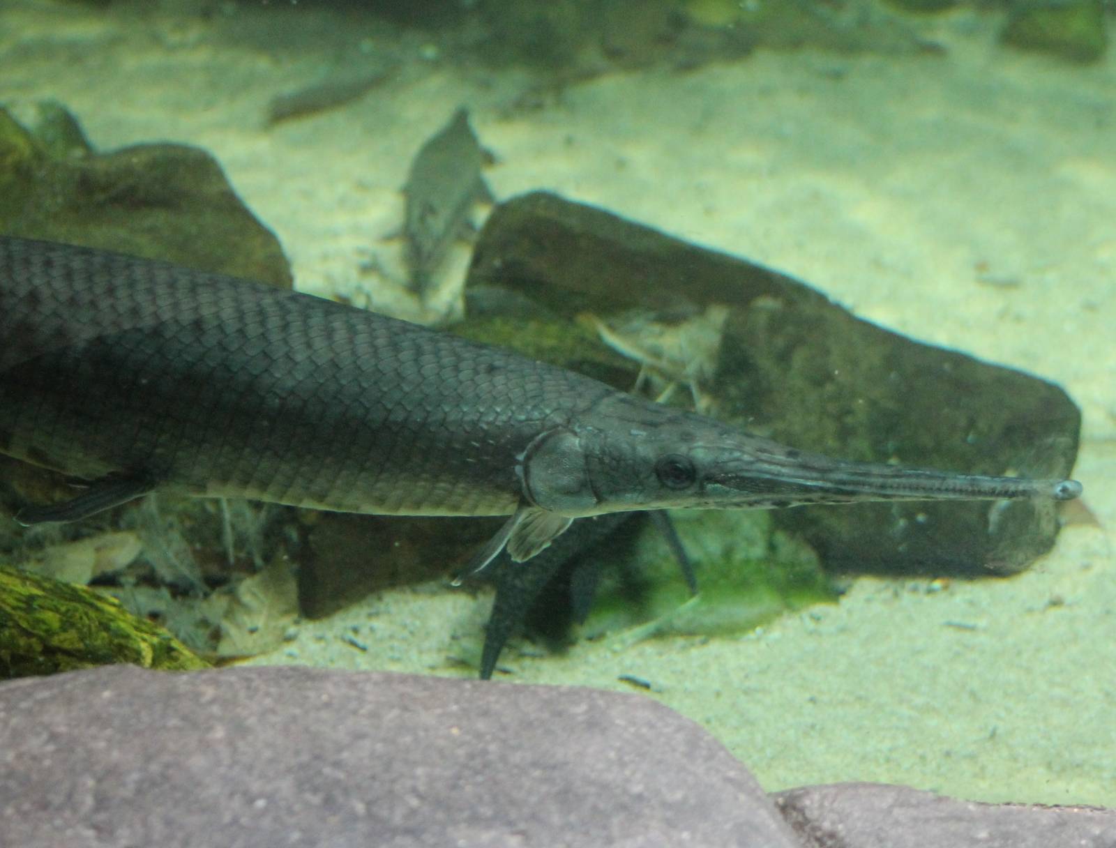 Longnose gar