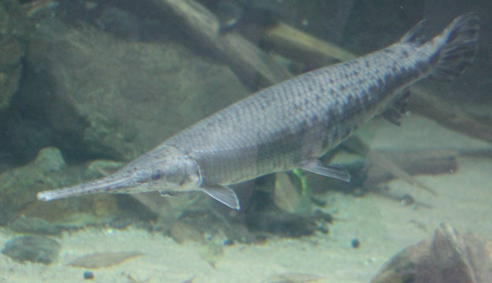 Longnose gar