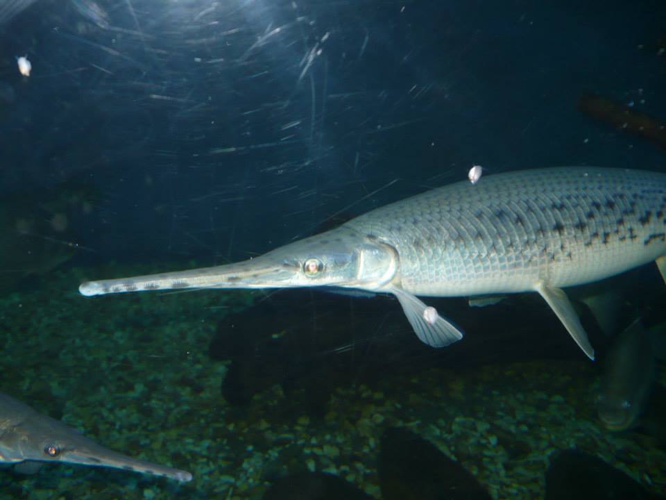 Longnose gar