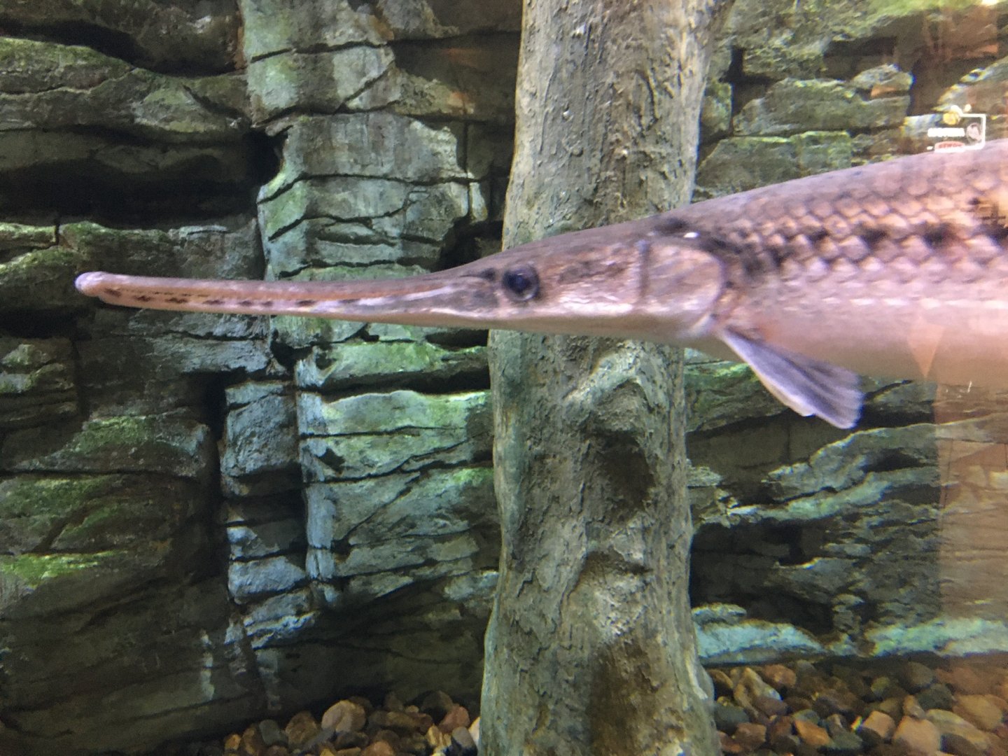 Longnose Gar?