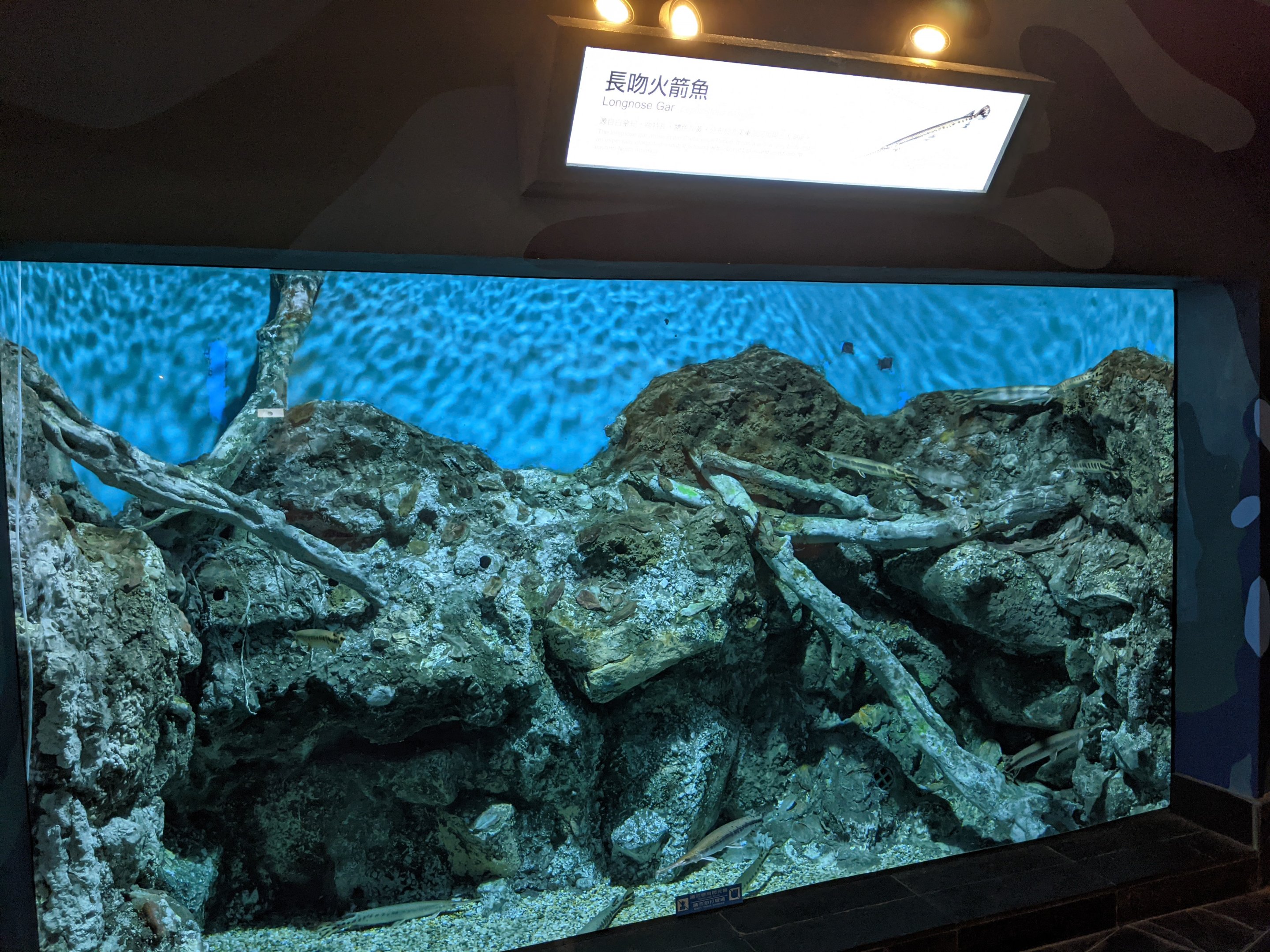 Longnose Gars (Lepisosteus osseus)