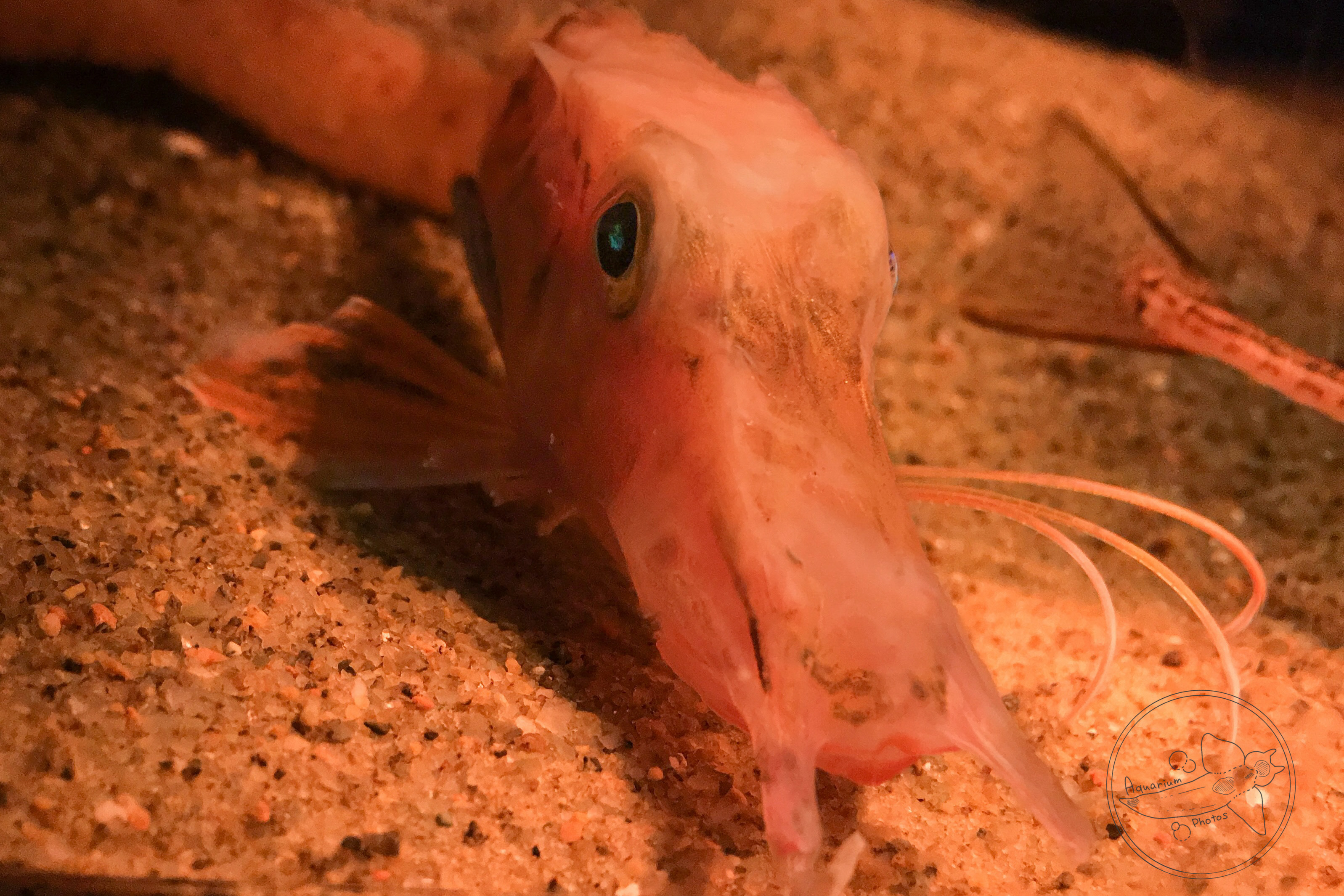 Longnose Gurnard (Pterygotrigla macrorhynchus)