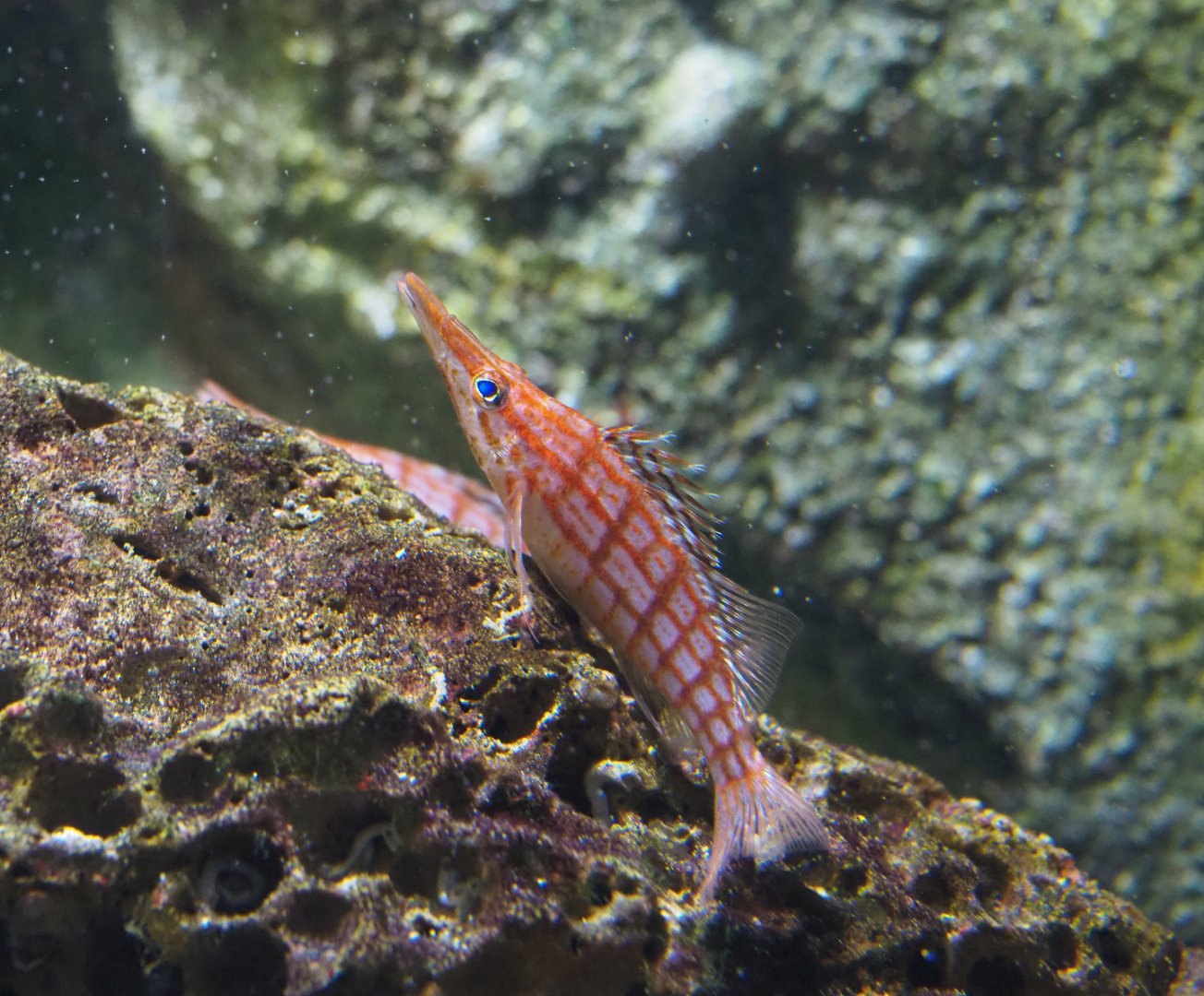 Longnose hawkfish (Oxycirrhites typus), 2019-12-30
