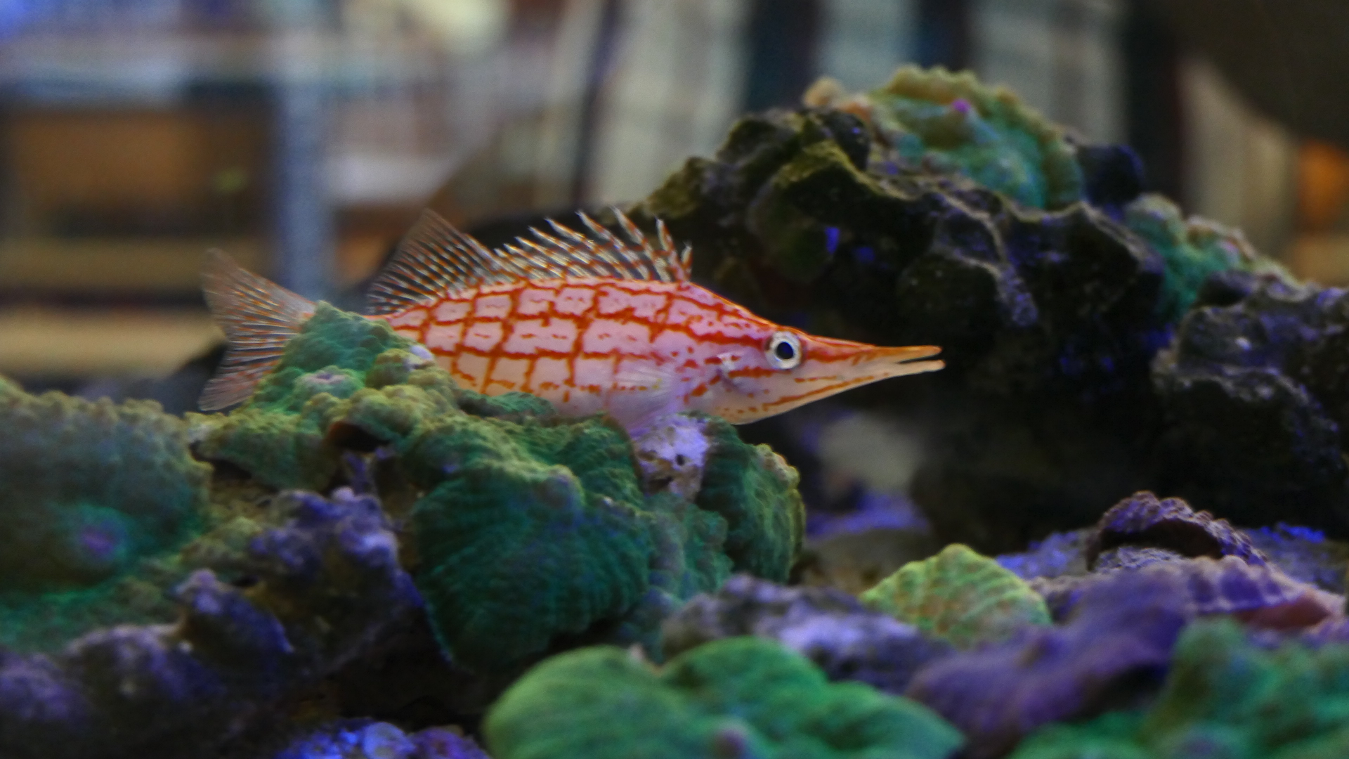Longnose Hawkfish (Oxycirrhites typus) - Cicerello's Aquarium, Fremantle