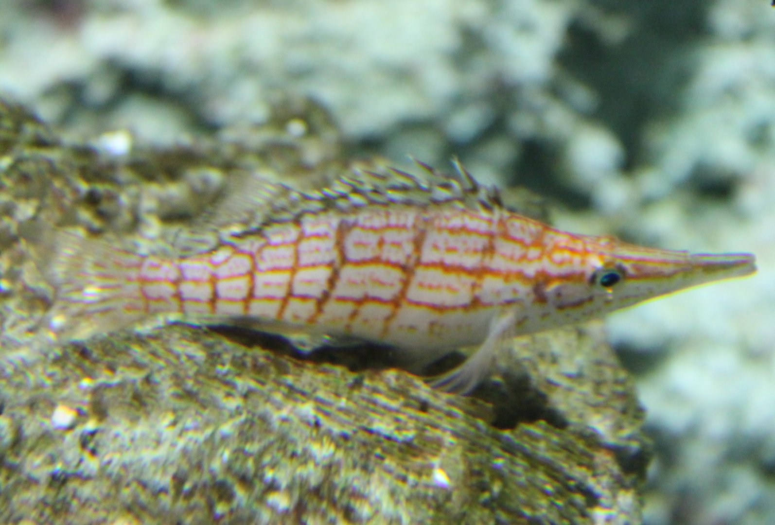 Longnose-hawkfish - Oxycirrhites typus
