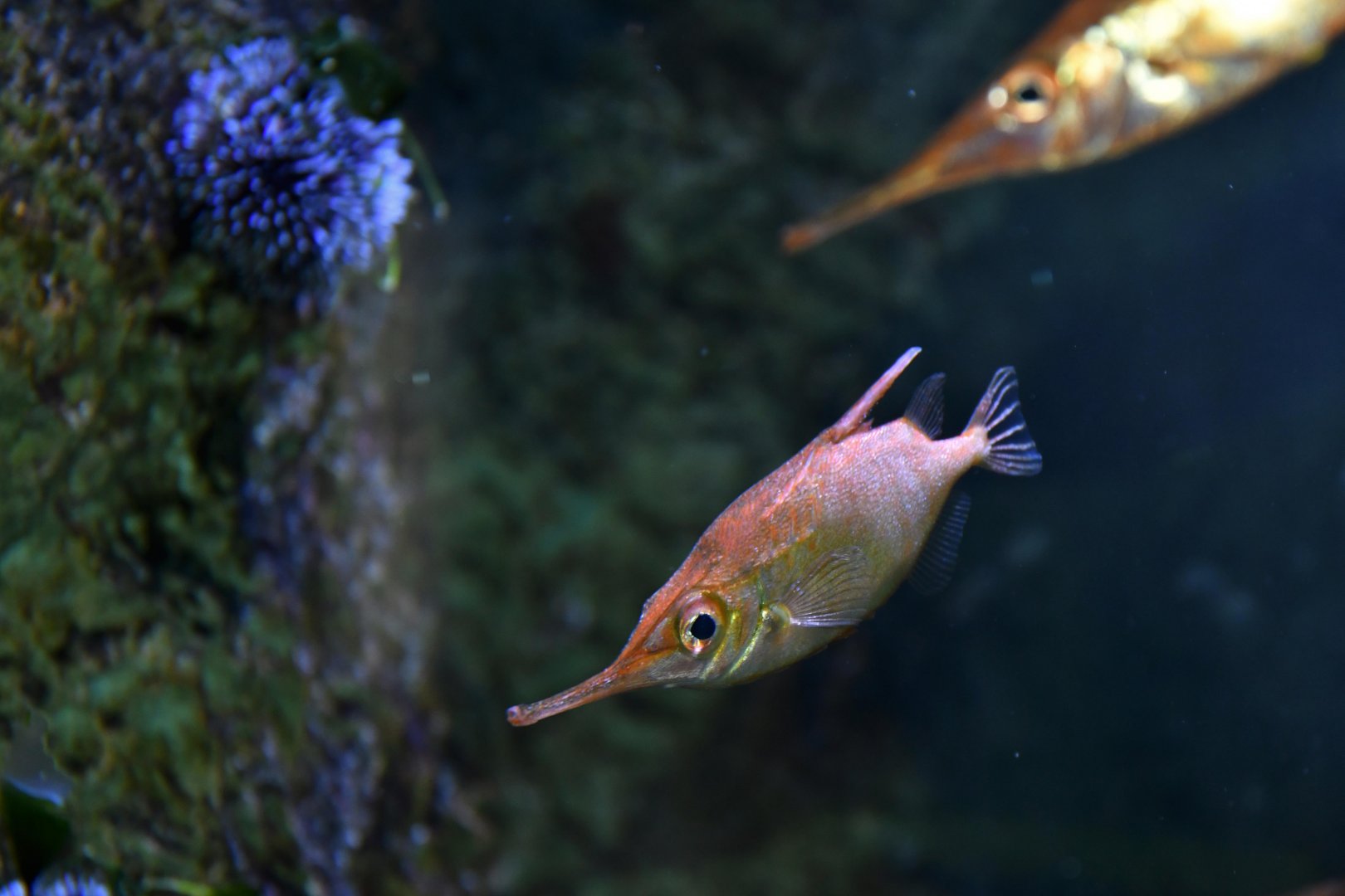 Longnose hawkfish (Oxycirrhites typus)