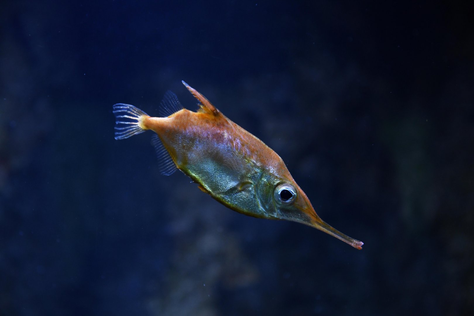 Longnose hawkfish (Oxycirrhites typus)