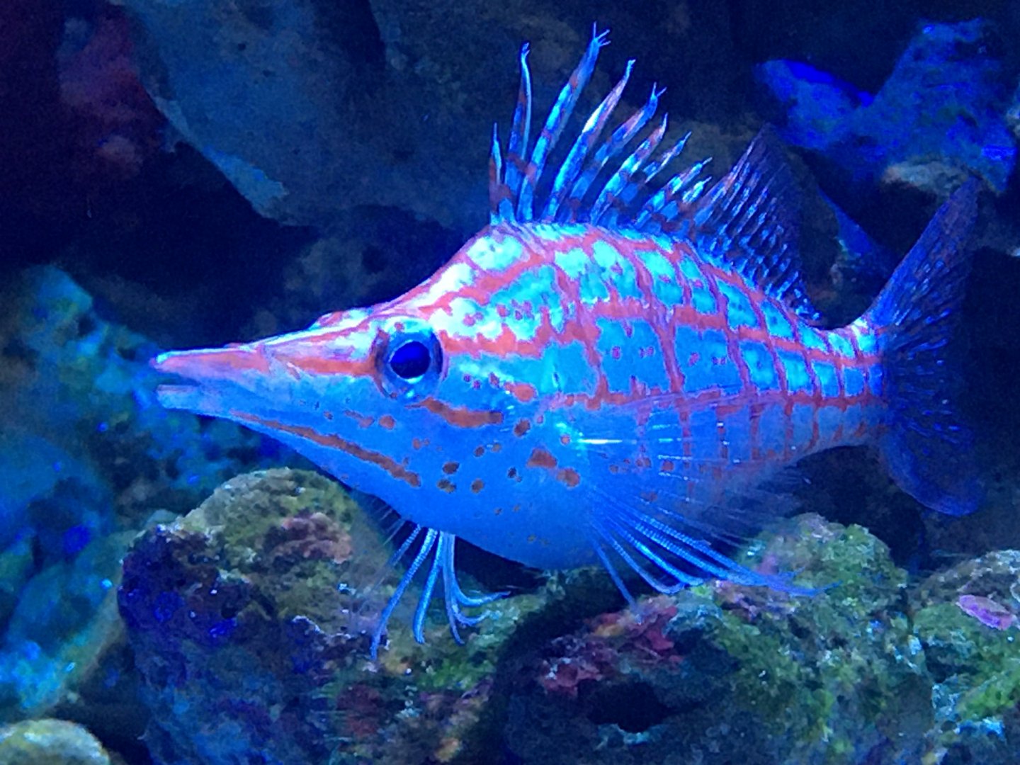 Longnose Hawkfish (Oxycirrhites typus)