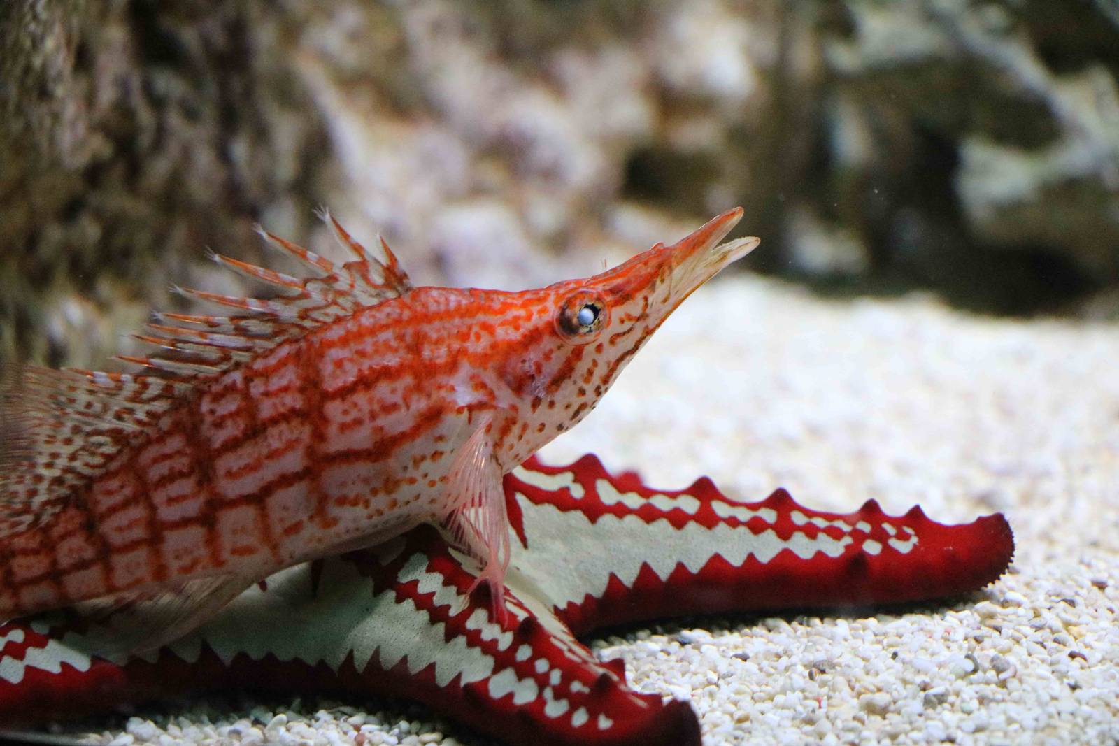 Longnose hawkfish + starfish, February 2016