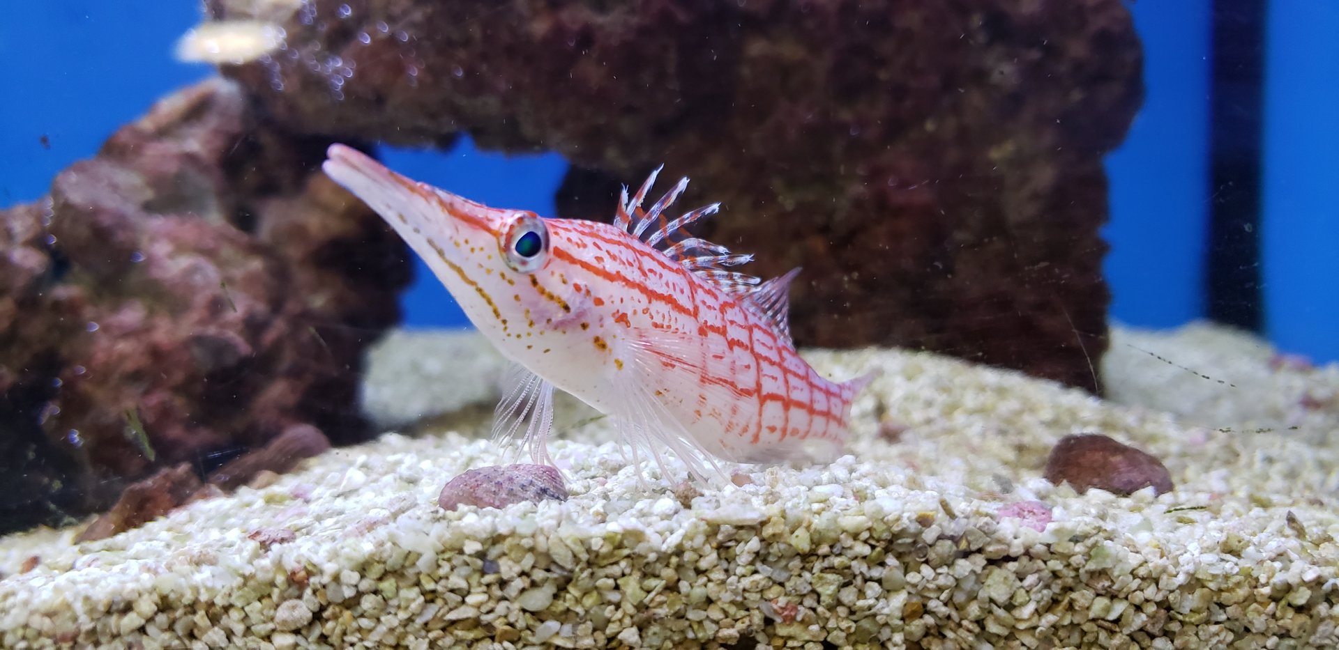 Longnose Hawkfish