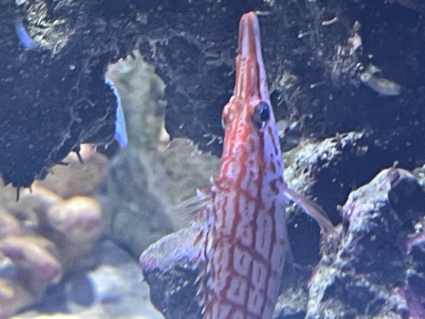 longnose hawkfish