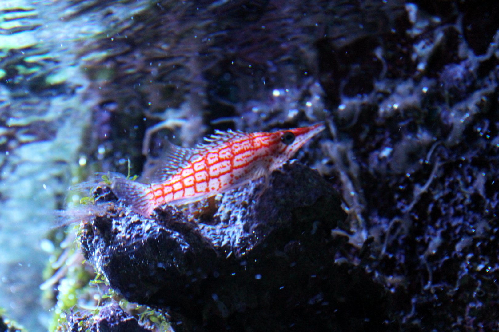 Longnose hawkfish