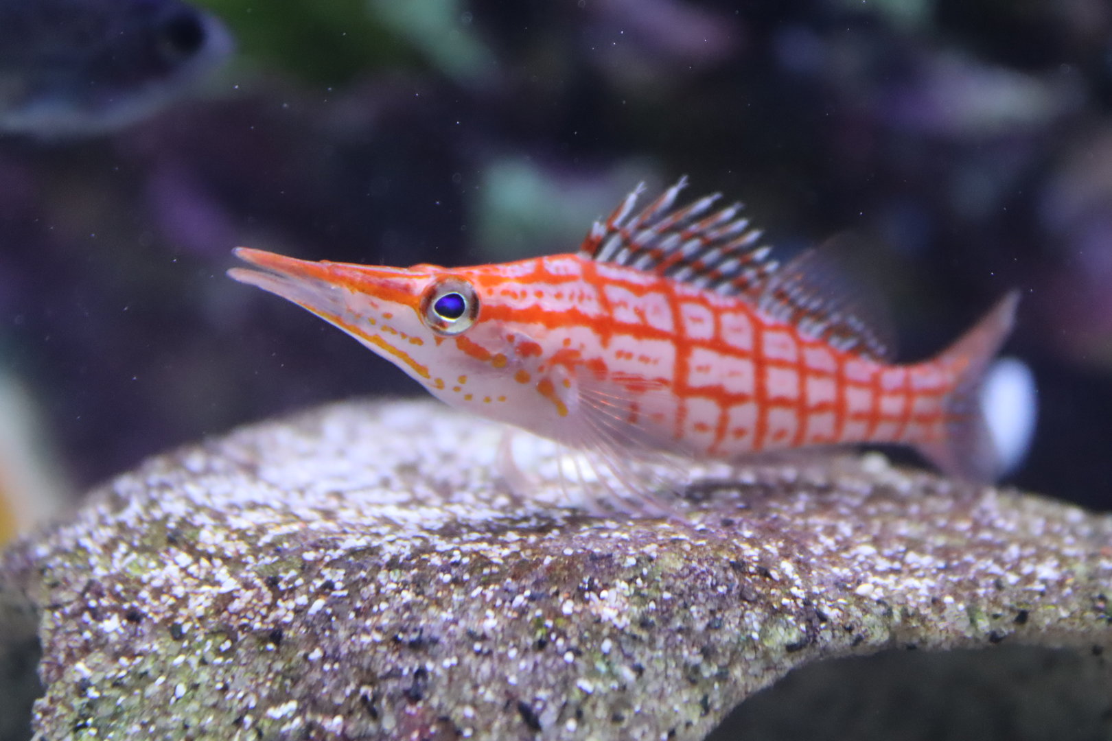Longnose Hawkfish