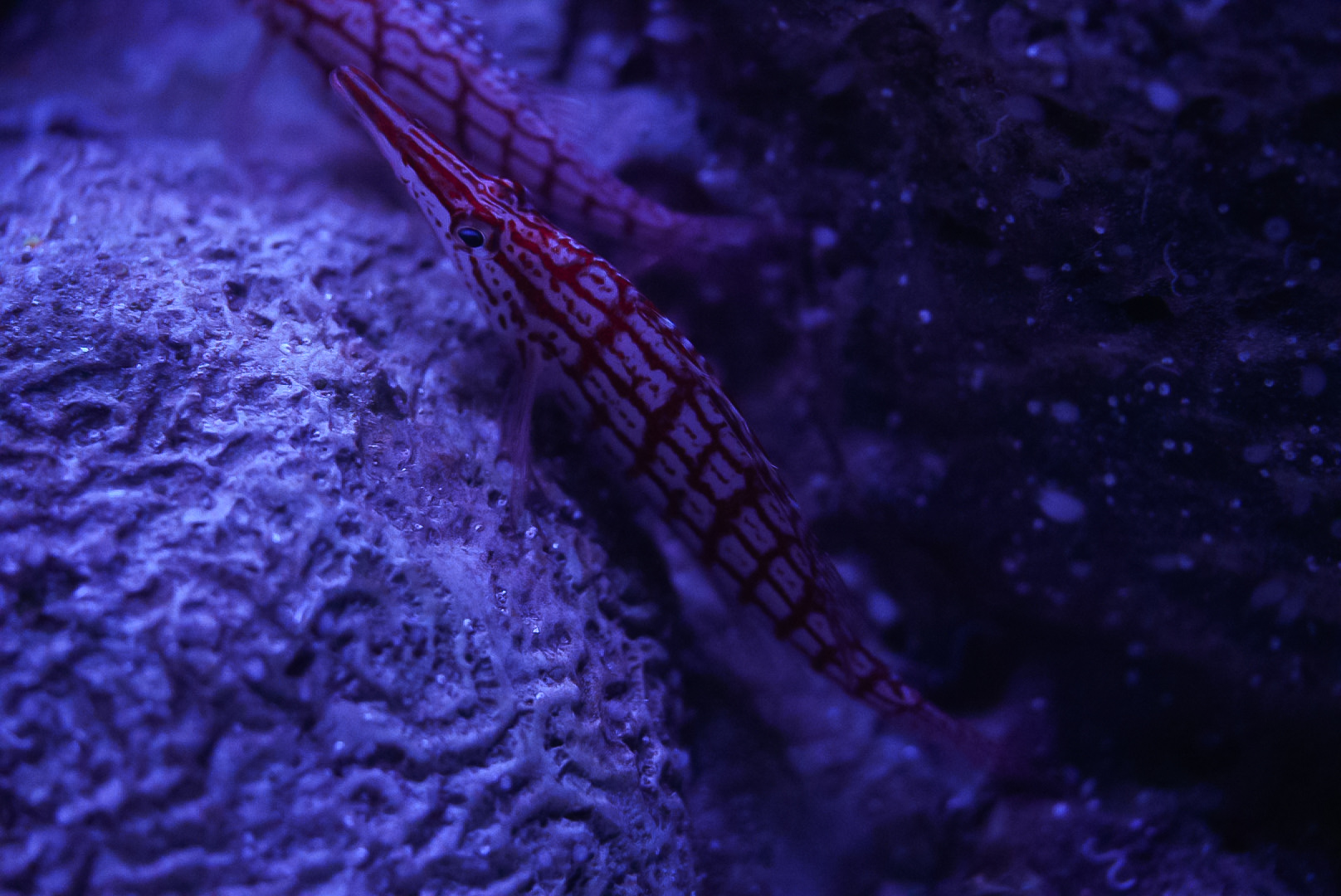 Longnose Hawkfish