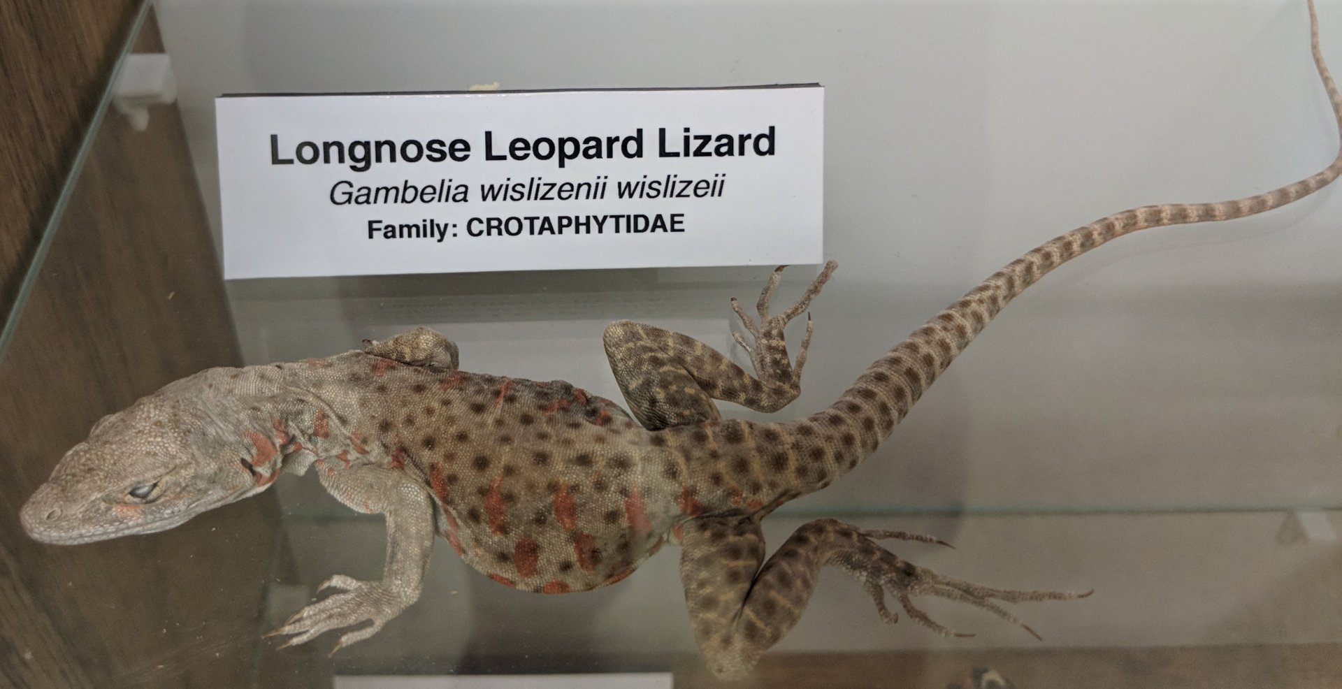 Longnose leopard lizard (Gambelia wislizenii wislizenii)